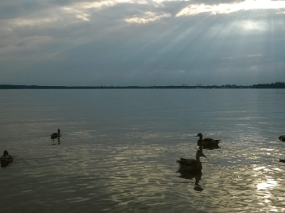 Überdosis Natur | „Der Defekt“ von Leona&nbsp;Stahlmann