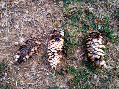 Drei Gesichter eines Defekts | „Aspekte des neuen Rechtsradikalismus“ von Theodor W.&nbsp;Adorno