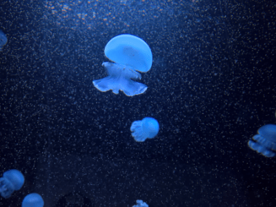 Gefahr aus der Tiefe | „Die Beziehungen zwischen dem Ich und dem Unbewussten“ von Carl&nbsp;Jung