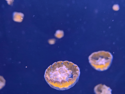 Traulich und treu ist’s nur in der Tiefe | „Nullzeit“ von Juli&nbsp;Zeh